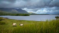 Le Connemara