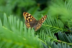 Papillon du jardin