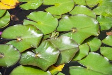 Grenouille du Jardin