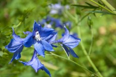 Fleur du Jardin