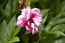 Fleur du Jardin