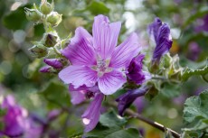 Fleur du Jardin