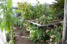 Serre du Jardin 