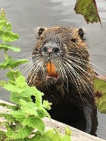 Le ragondin se reconnaît facilement grâce à ses dents.