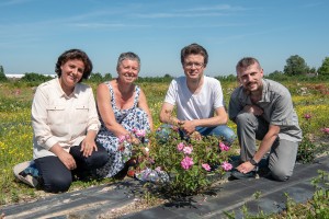 Latifa Hamama, Laurence Hibrand-Saint-Oyant, Fabrice Foucher, Jérémy Clotault and other researchers focused on one variety, Rosa chinensis "Old Blush"